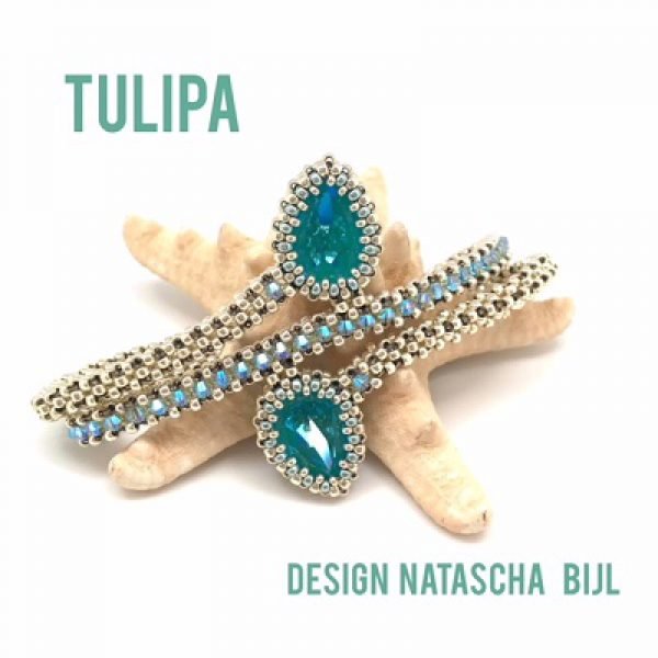 Tulipa